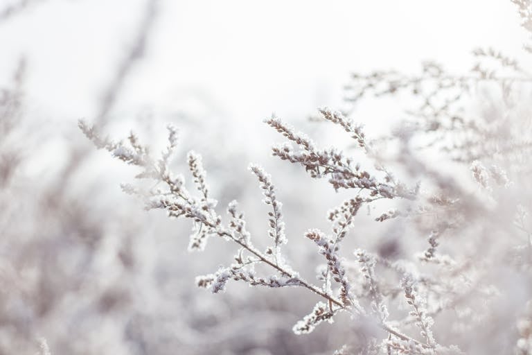 Close-up of frost-covered branches in a serene winter landscape.
