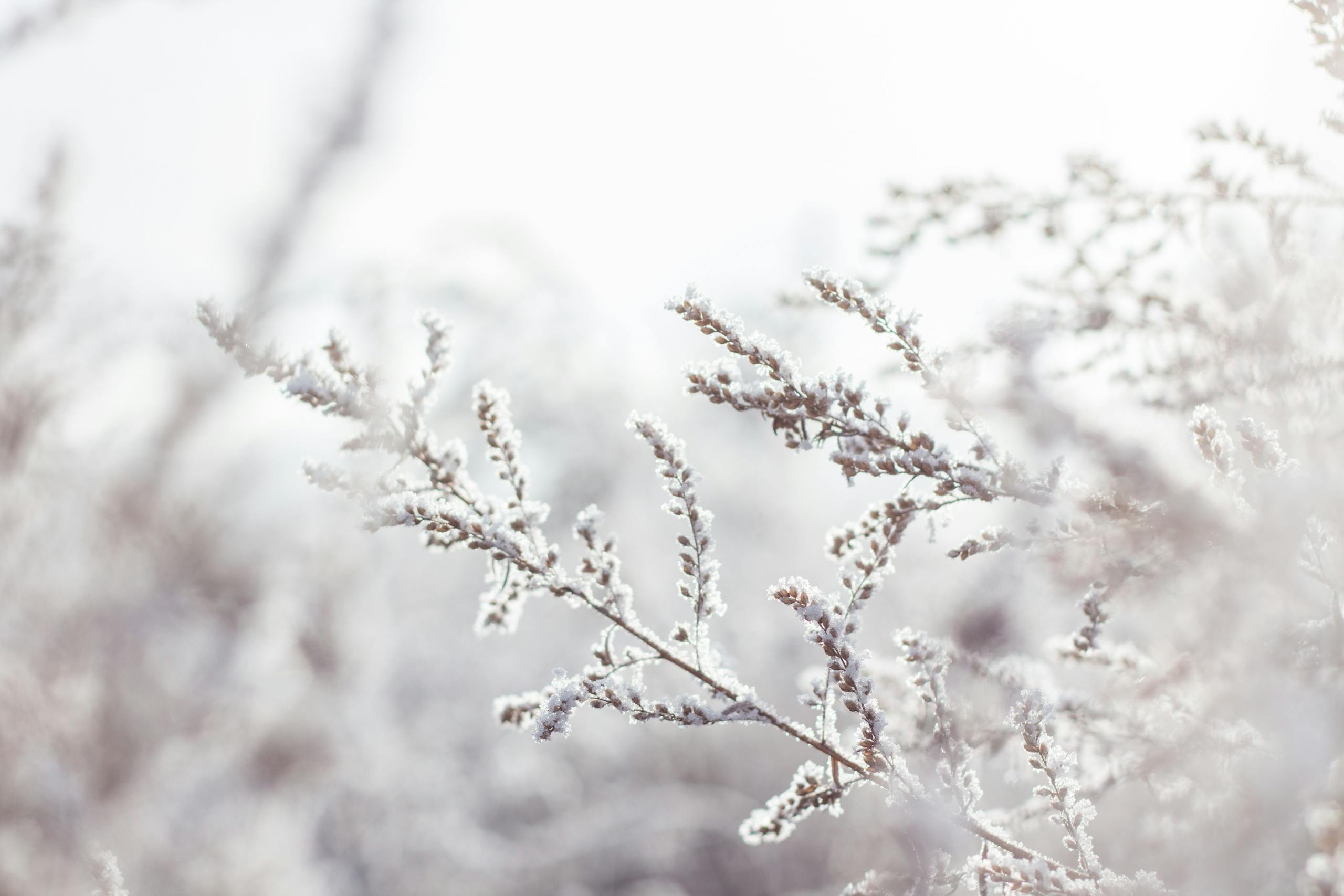 Close-up of frost-covered branches in a serene winter landscape.
