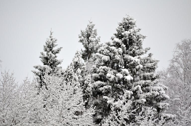 Snow-laden evergreen trees create a pristine winter landscape, evoking a serene and frosty atmosphere.