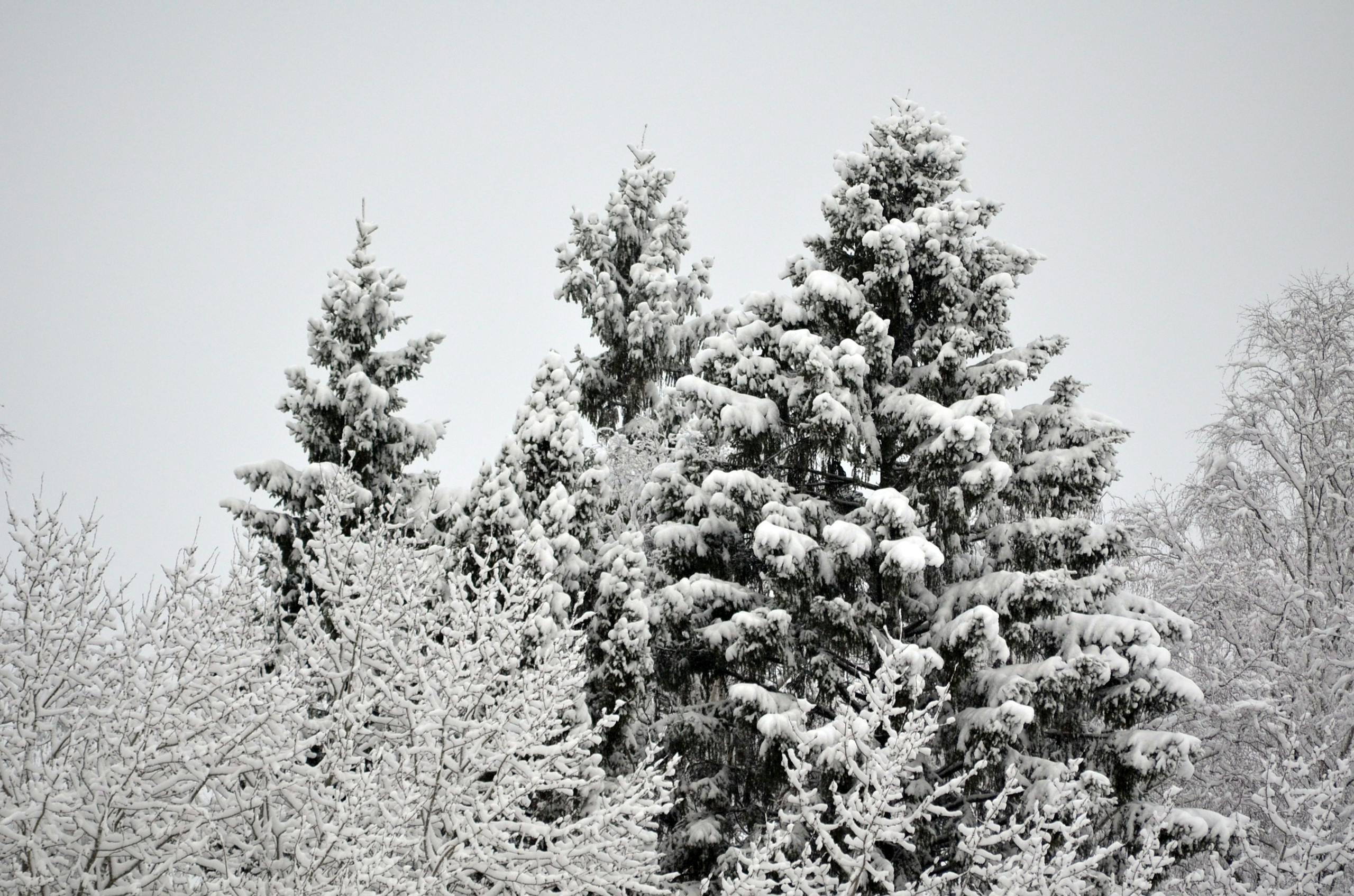 Snow-laden evergreen trees create a pristine winter landscape, evoking a serene and frosty atmosphere.