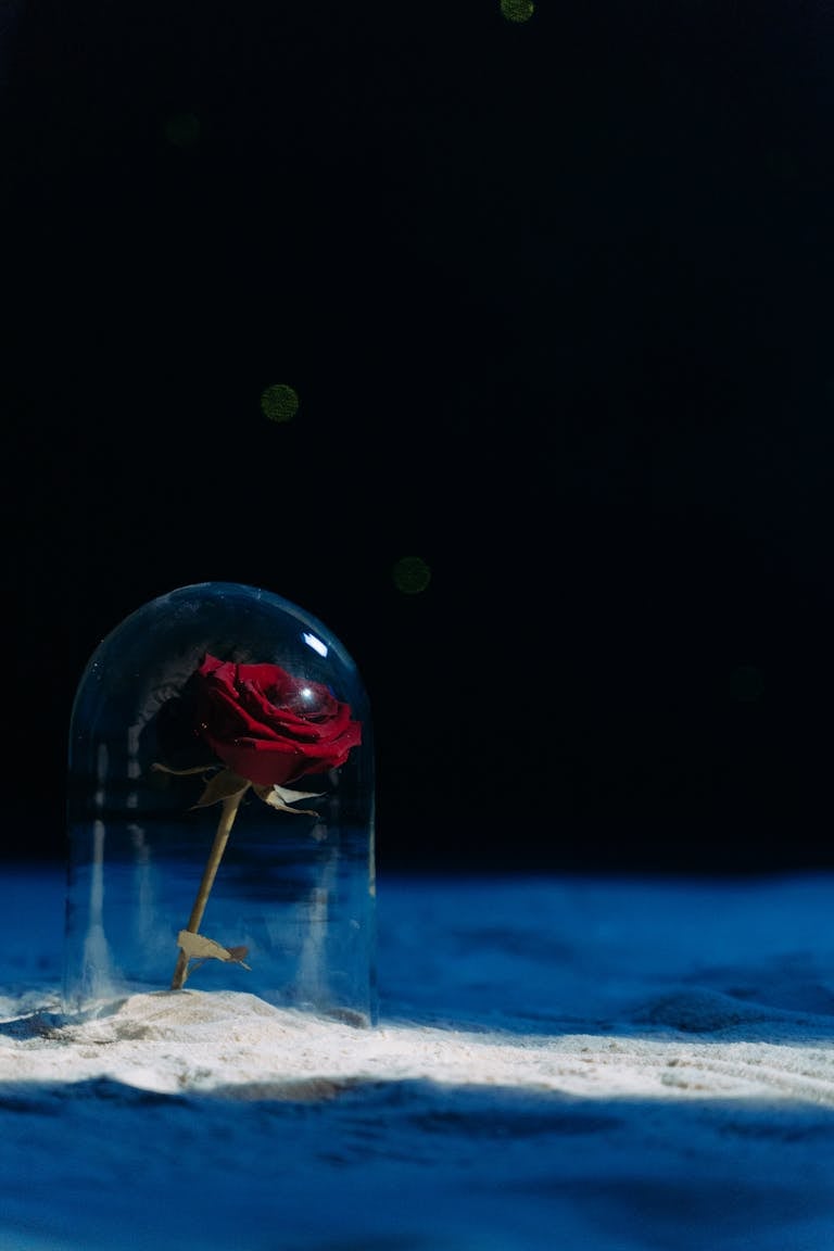 Stunning red rose encased in a glass dome, set against a dark sandy background with copy space.