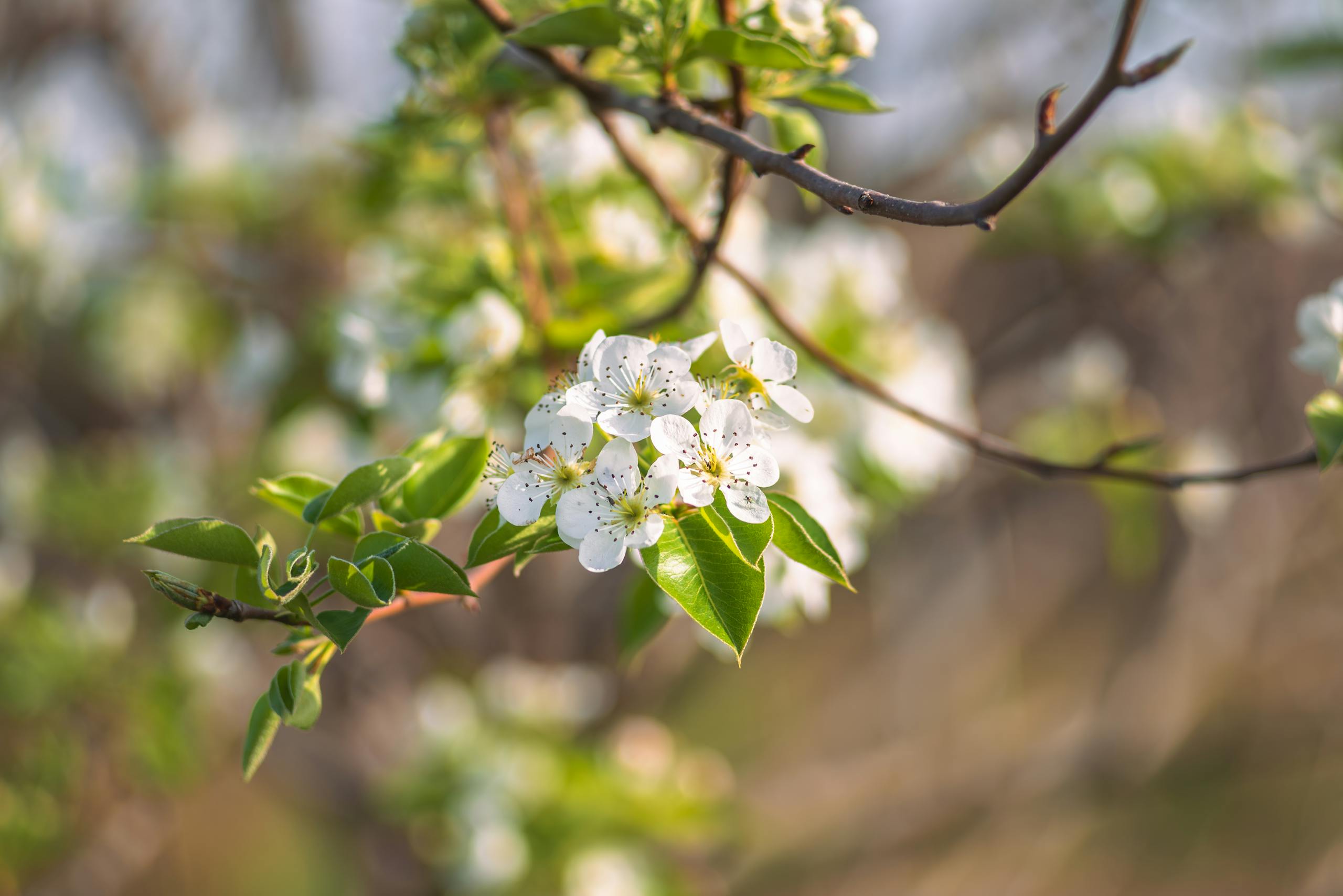 White blossoms on a branch symbolizing growth and renewal in spring.